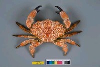 藏品(繡花脊熟若蟹)的圖片